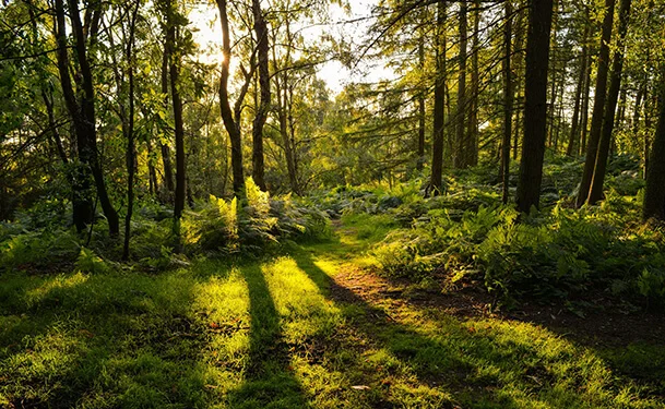 Forêt de Maâmora - photo 3